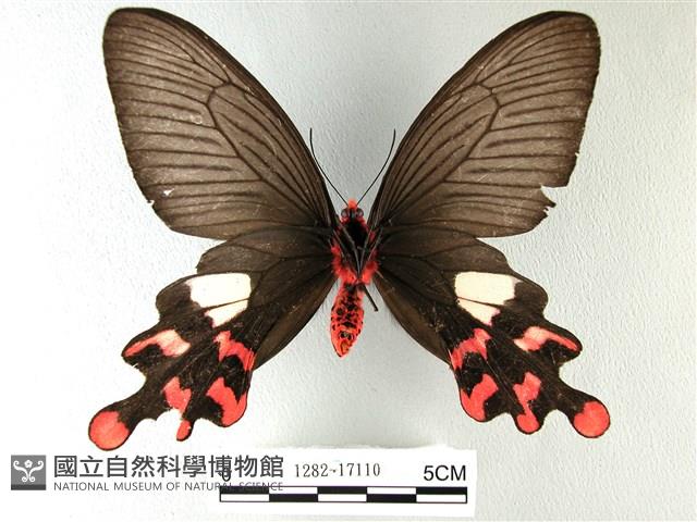 多姿麝鳳蝶藏品圖，第2張