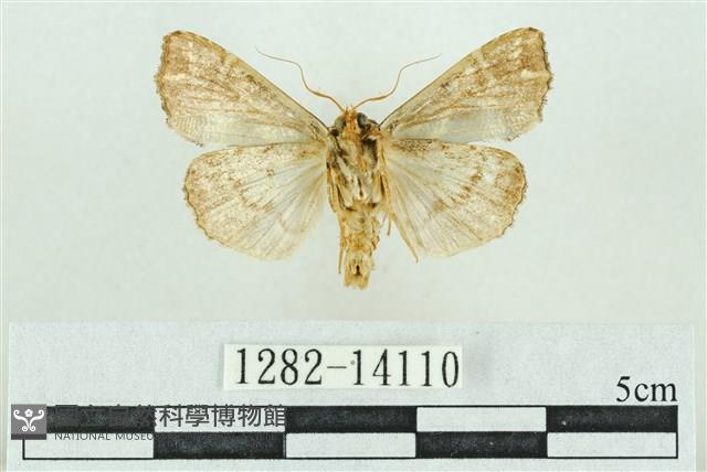 粉紅帶散紋夜蛾藏品圖，第2張