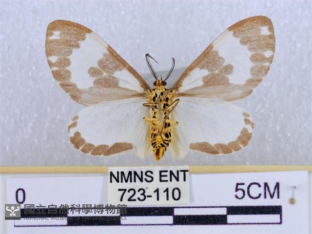 後凸蝶燈蛾藏品圖，第2張