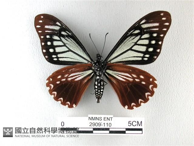 斑鳳蝶藏品圖，第2張