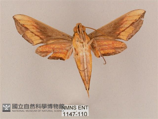 斜綠天蛾藏品圖，第2張