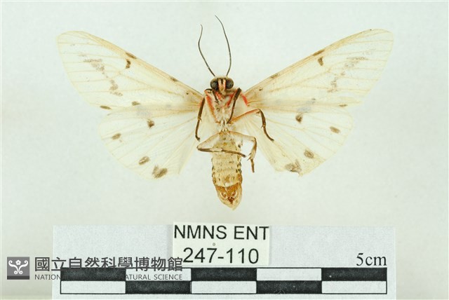 菊池污燈蛾藏品圖，第2張