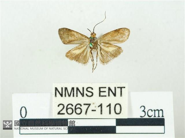 叉紋閃舞蛾藏品圖，第2張