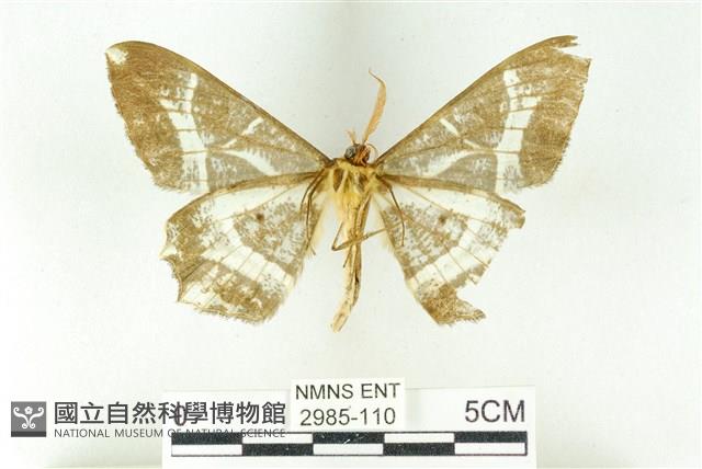 樹形尺蛾藏品圖，第2張