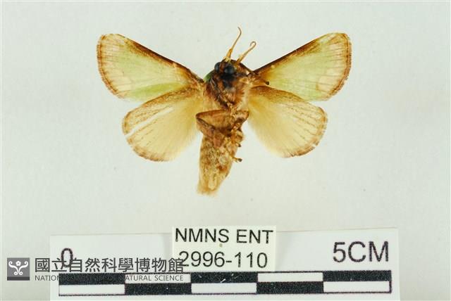 基褐綠刺蛾藏品圖，第2張