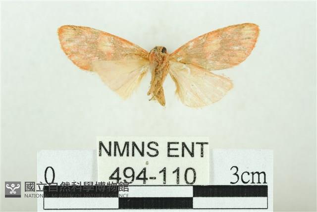 三色豔苔蛾藏品圖，第2張