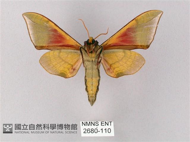 榆綠天蛾藏品圖，第2張