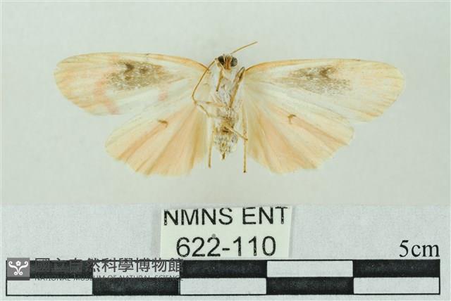 臺雪苔蛾藏品圖，第2張