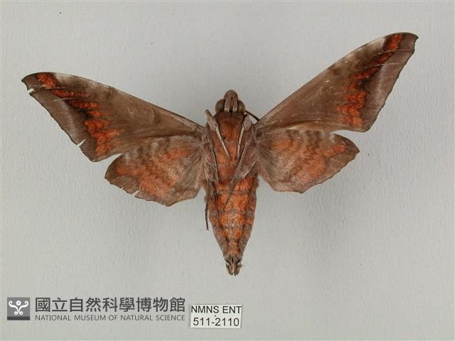 全緣缺角天蛾藏品圖，第2張