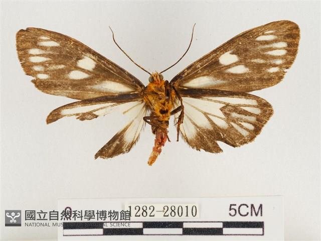 巨網燈蛾藏品圖，第2張