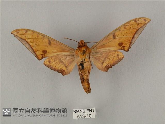 裂斑鷹翅天蛾藏品圖，第2張
