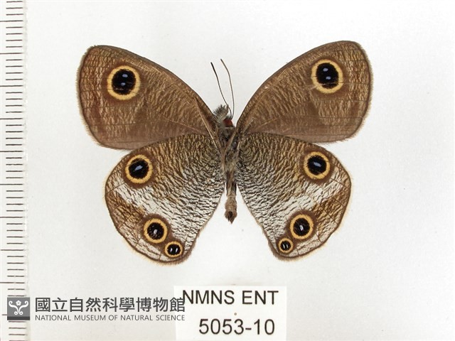 白帶波眼蝶藏品圖，第2張
