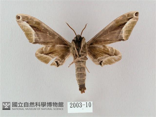 白點天蛾 藏品圖，第2張