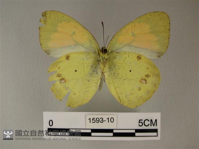 異粉蝶、雌白黃蝶藏品圖，第2張
