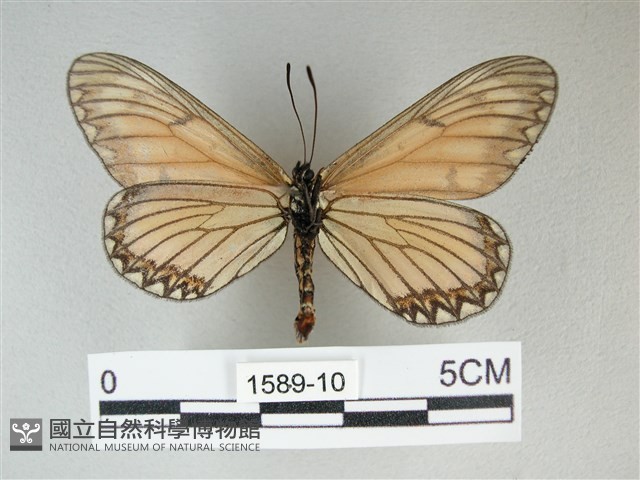 苧麻細蝶藏品圖，第2張