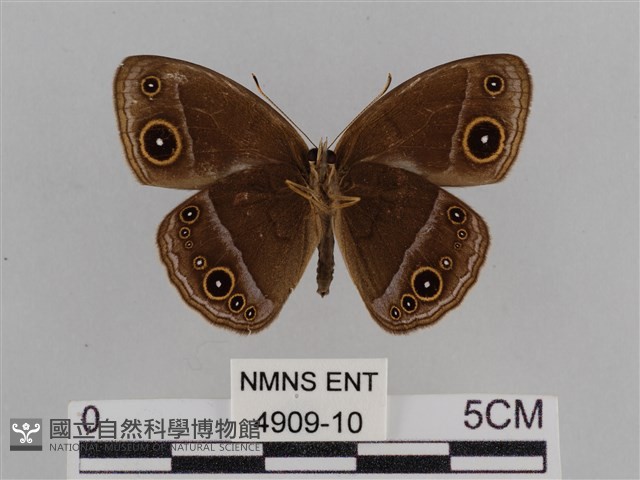 紫帶眉眼蝶藏品圖，第2張