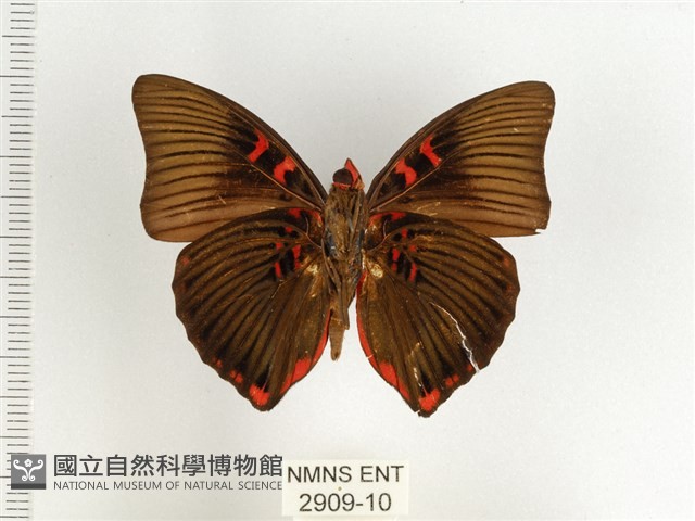 紅玉翠蛺蝶藏品圖，第2張