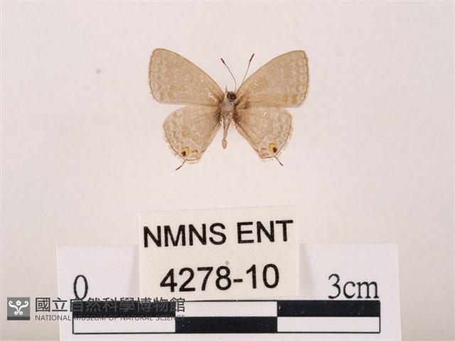 Accession Number:004278-00010 Collection Image, Figure 2, Total 3 Figures