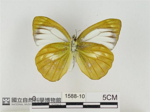 淡褐脈粉蝶藏品圖，第2張