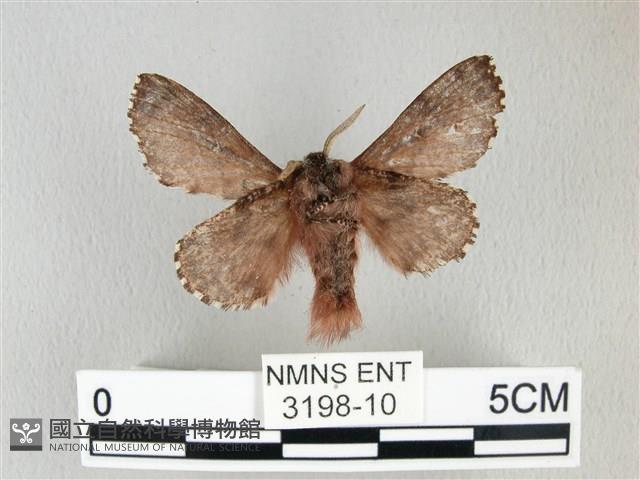 銀肩枯葉蛾藏品圖，第2張