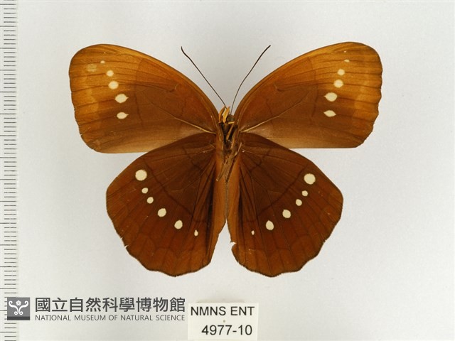 串珠環蝶藏品圖，第2張