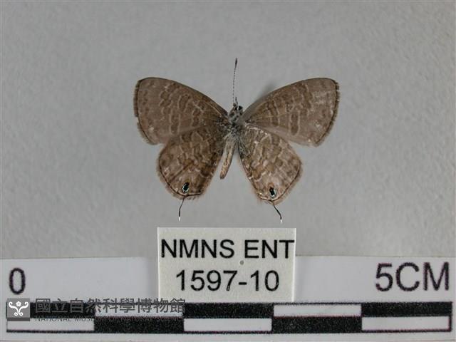 波灰蝶藏品圖，第2張