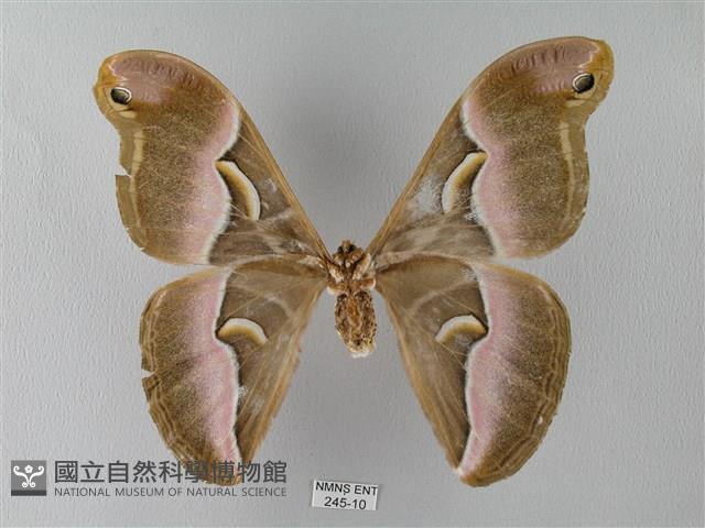 眉紋天蠶蛾藏品圖，第2張