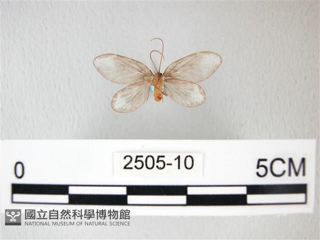 臺灣卵翅蛾藏品圖，第2張