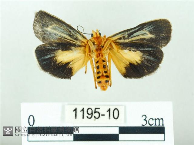 黃肩奇蛾藏品圖，第2張