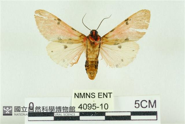 棍棒污燈蛾藏品圖，第2張