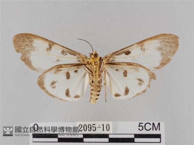 長斑擬燈蛾藏品圖，第2張