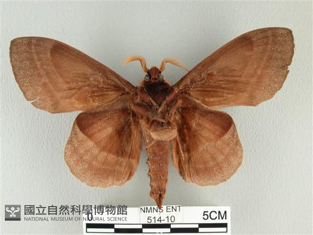 松大毛蟲藏品圖，第2張