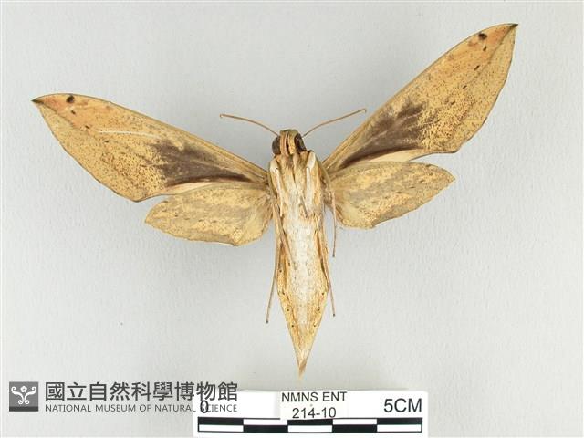 泛綠背線天蛾藏品圖，第2張