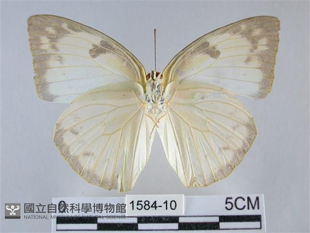 遷粉蝶、淡黃蝶藏品圖，第2張