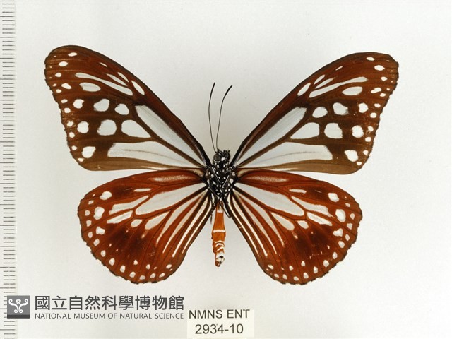 斯氏絹斑蝶藏品圖，第2張