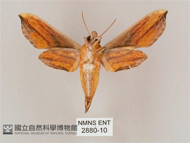 斜綠天蛾藏品圖，第2張