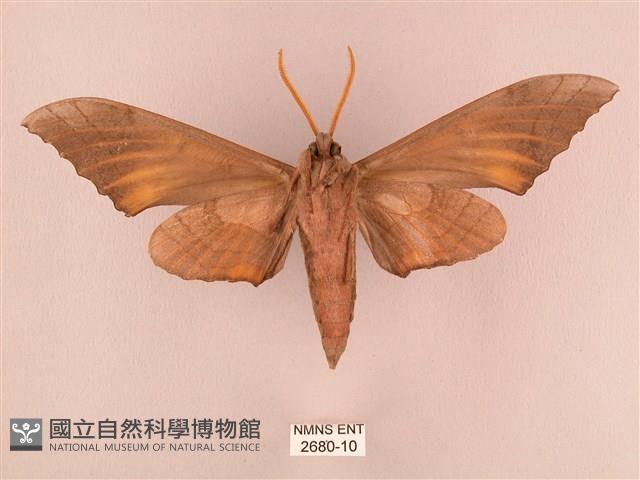 栗六點天蛾藏品圖，第2張