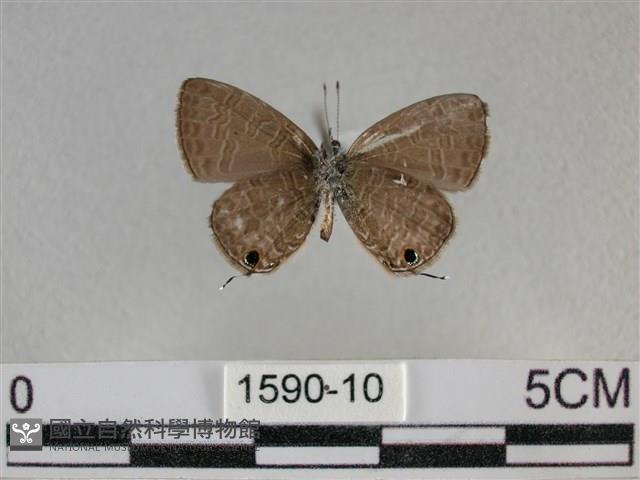 波灰蝶藏品圖，第2張