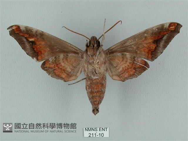 全緣缺角天蛾藏品圖，第2張