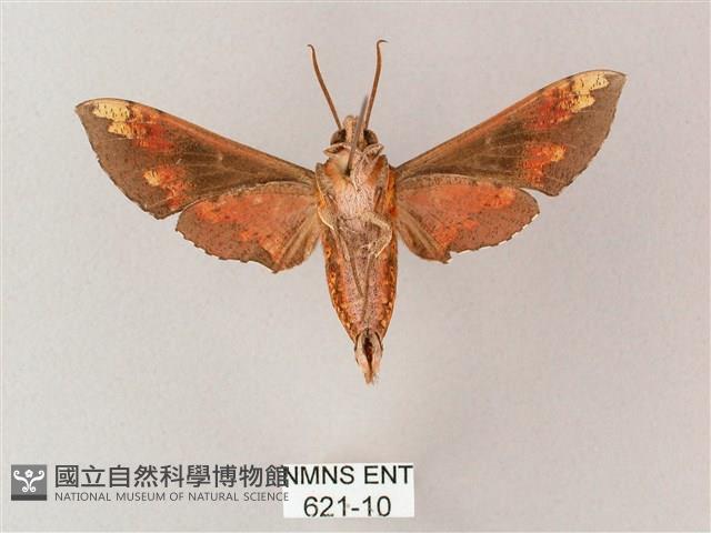 蒙古白肩天蛾藏品圖，第2張