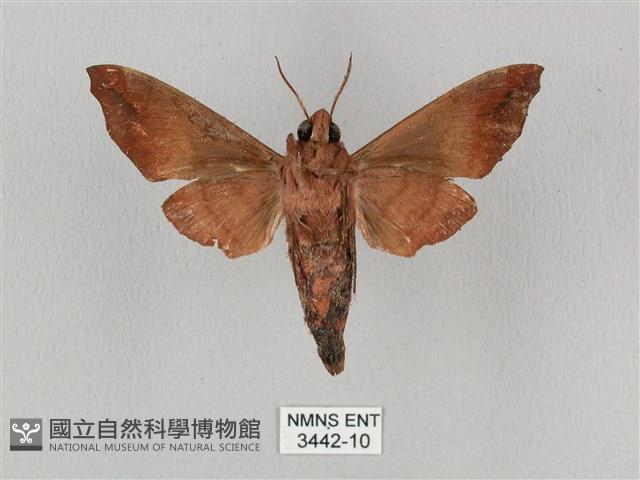 姬缺角天蛾藏品圖，第2張