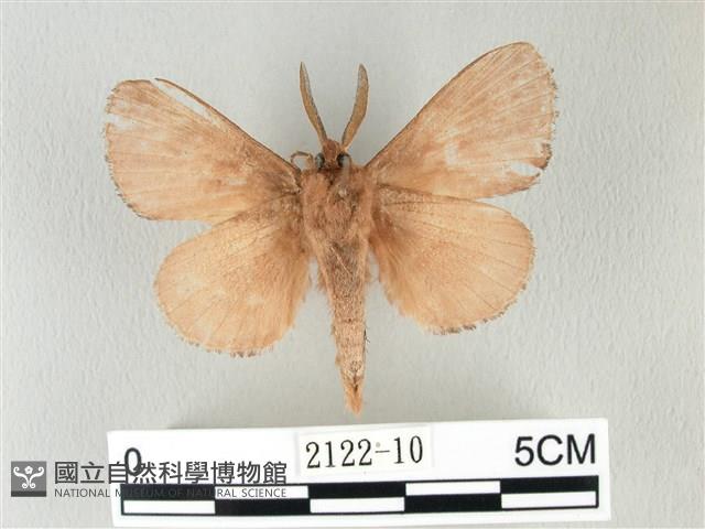 馬尾松枯葉蛾藏品圖，第2張