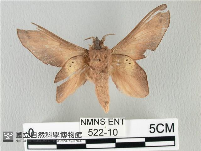 緣斑枯葉蛾藏品圖，第2張