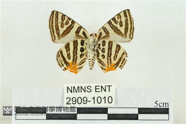 三斑虎灰蝶藏品圖，第2張