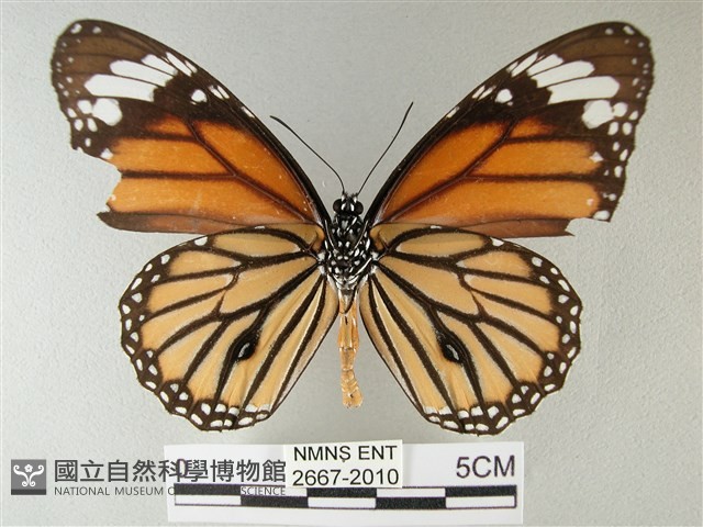 黑脈樺斑蝶藏品圖，第2張