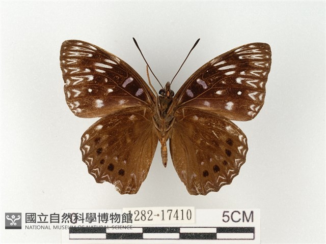流星蛺蝶藏品圖，第2張