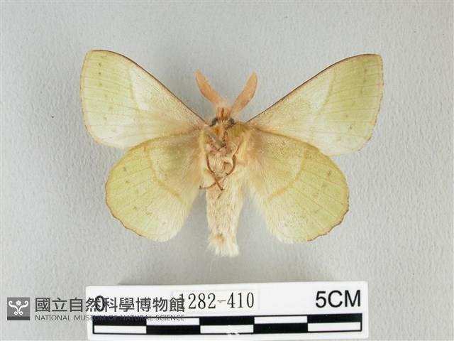 青枯葉蛾藏品圖，第2張