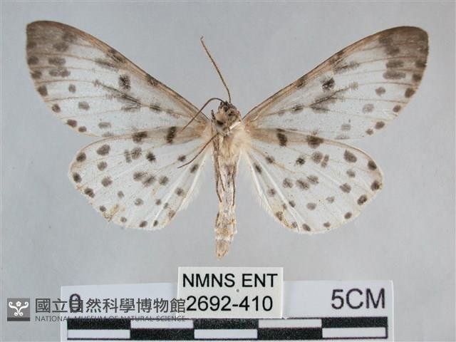 大胡麻斑星尺蛾藏品圖，第2張