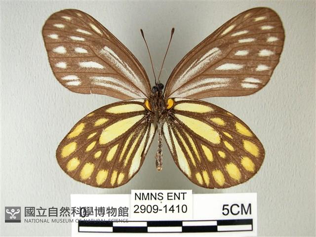 流星絹粉蝶藏品圖，第2張