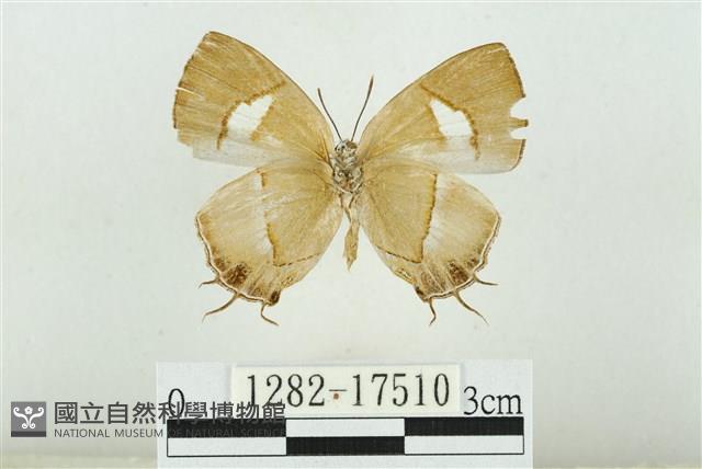 小鑽灰蝶藏品圖，第2張
